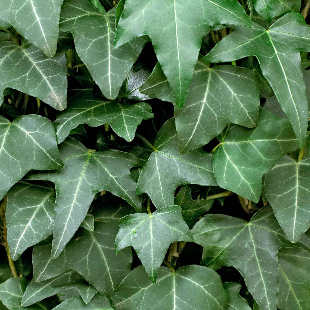 Hedera helix - Efeu - Kletter-Efeu - Hedera
