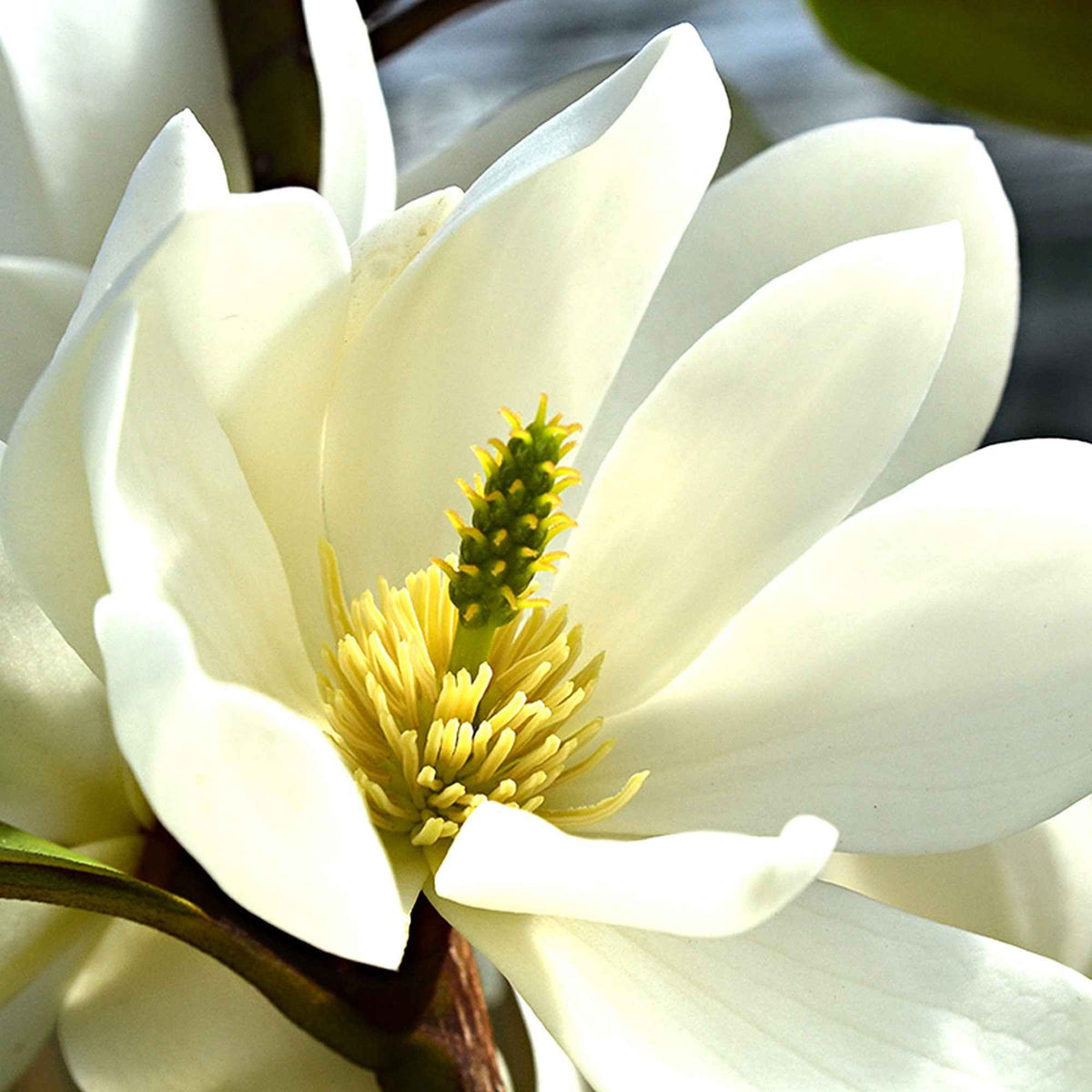 Magnolie 'Fairy White' - Magnolia fairy white - michelia hybride - Bakker