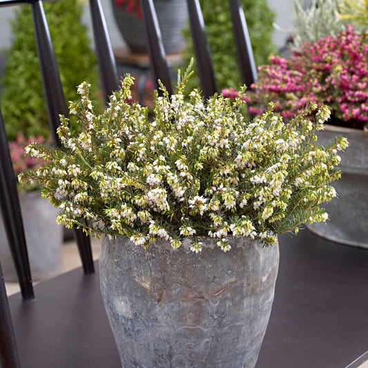 Winterheide 'White Perfection' - Bakker