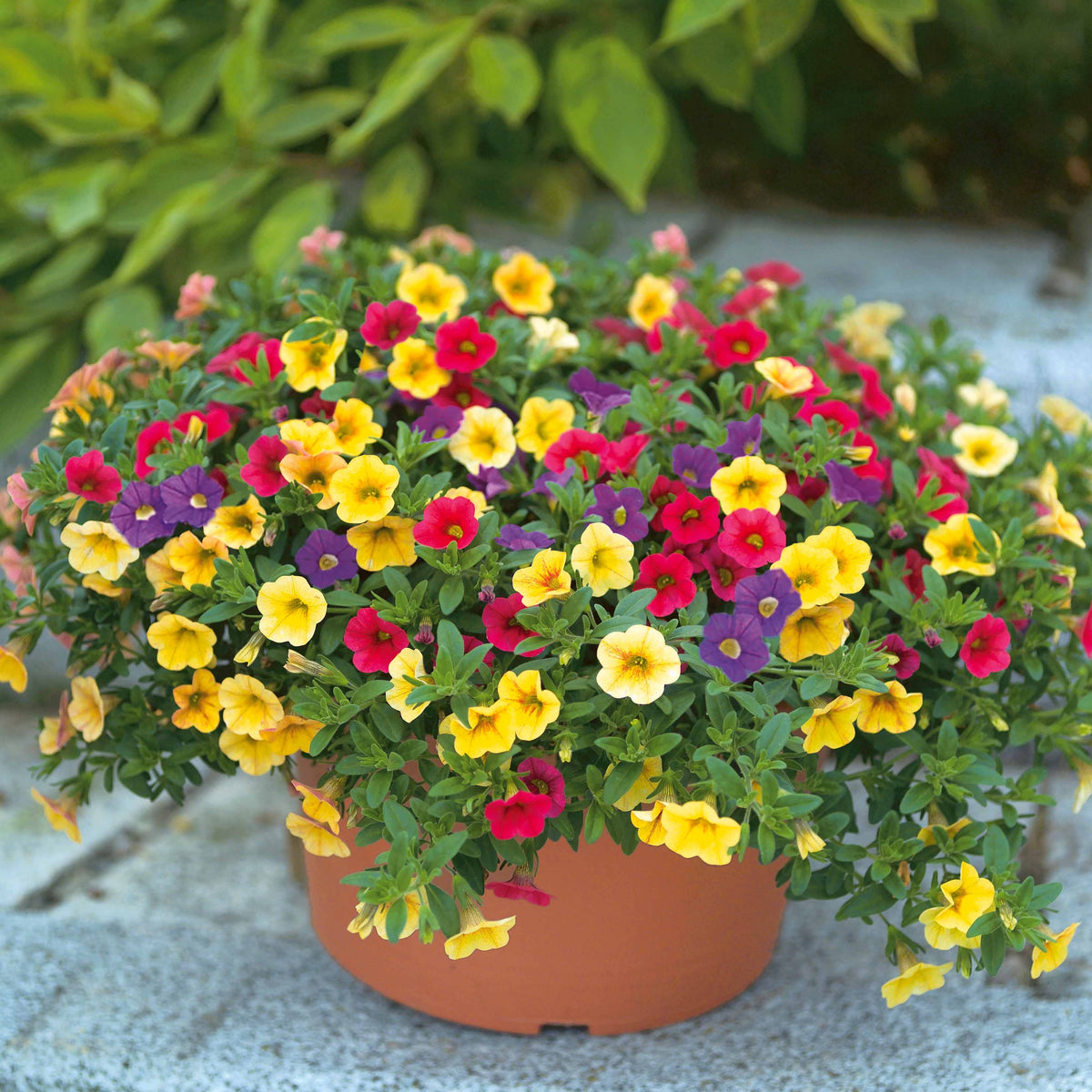 Petunien Mischung (x3) - Petunia - Terrasse balkon