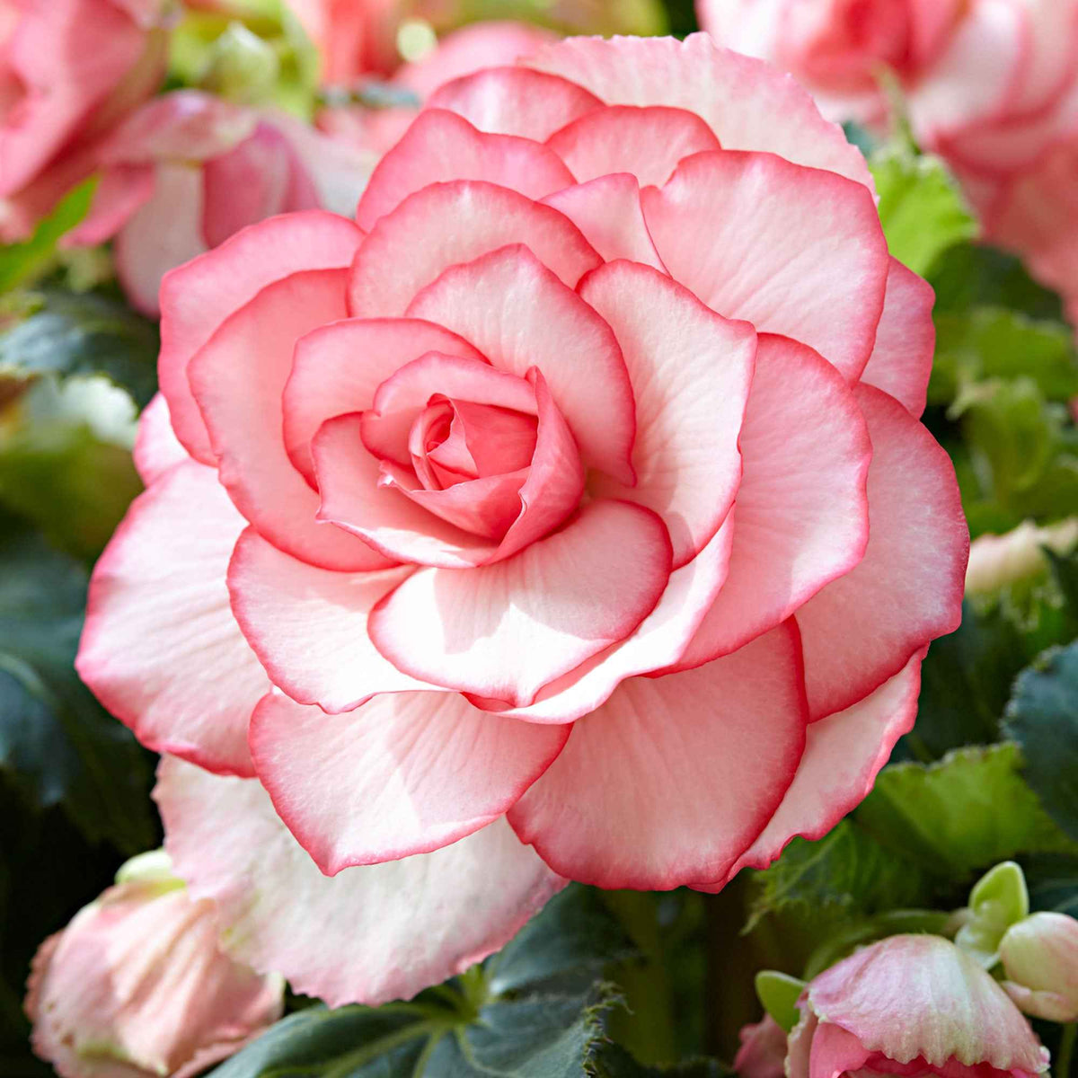 Begonie 'Cascade Florence' (x3) - Bakker