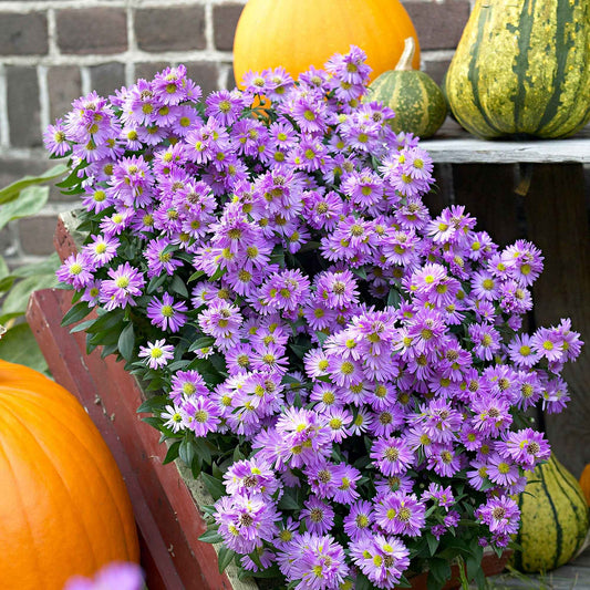 Raublatt-Aster 'Purple Dome' - Bakker