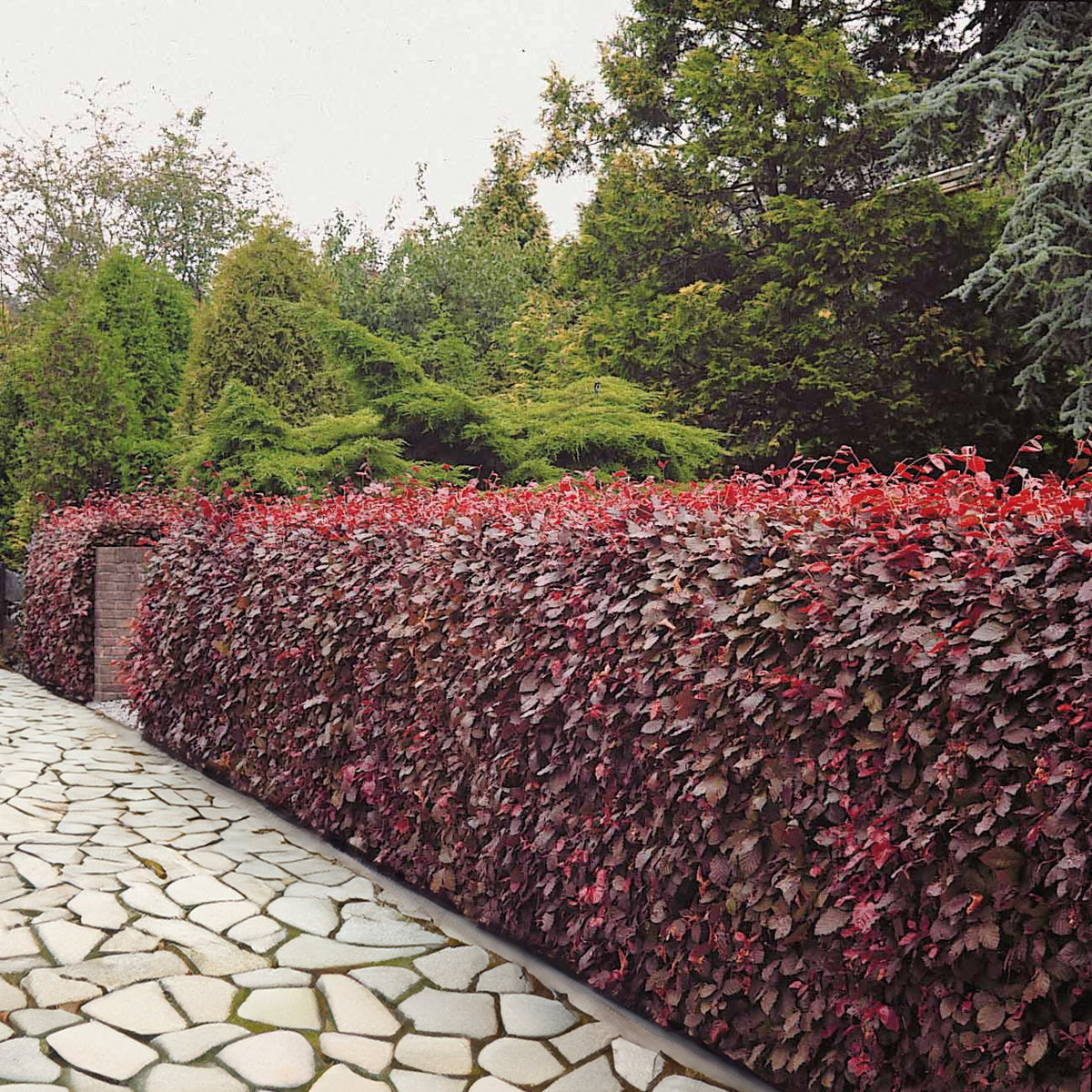 Rotbuche 'Atropurpurea' - Bakker