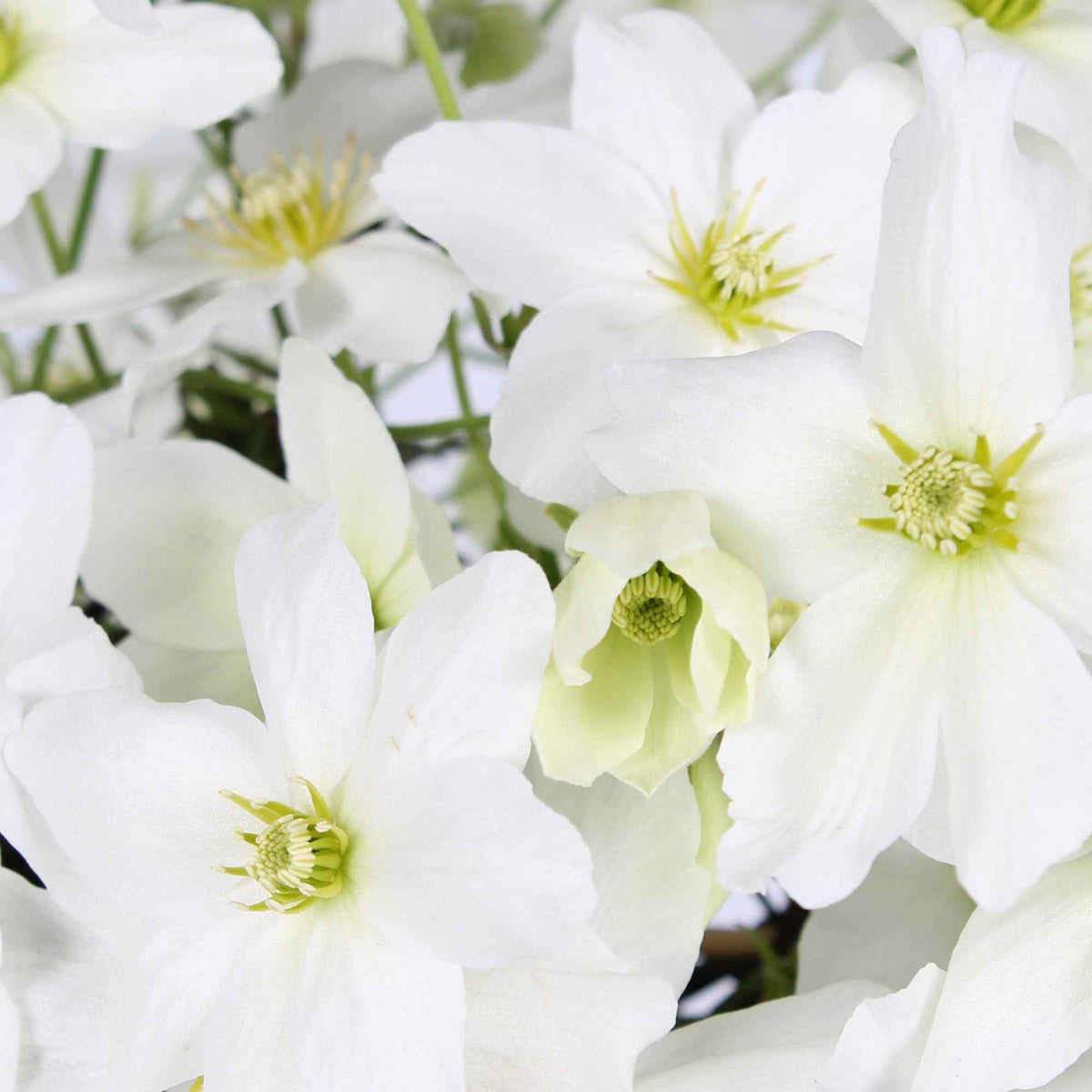 Clematis 'avalanche' - Waldrebe 'Avalanche' - Clematis