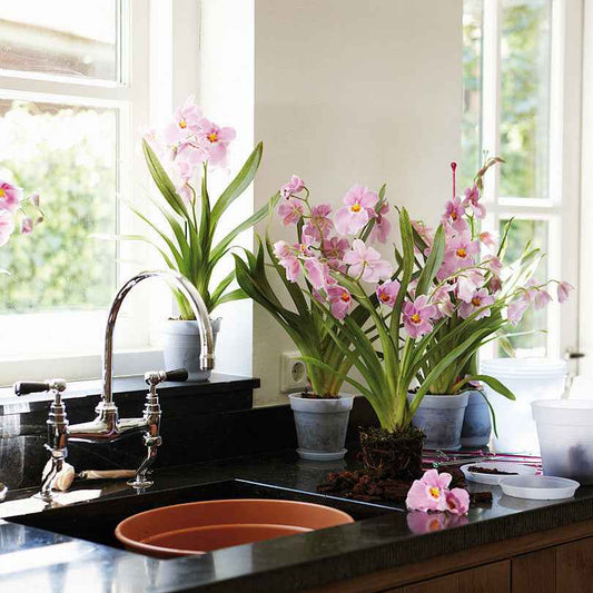 Elho Orchideentopf - Bakker
