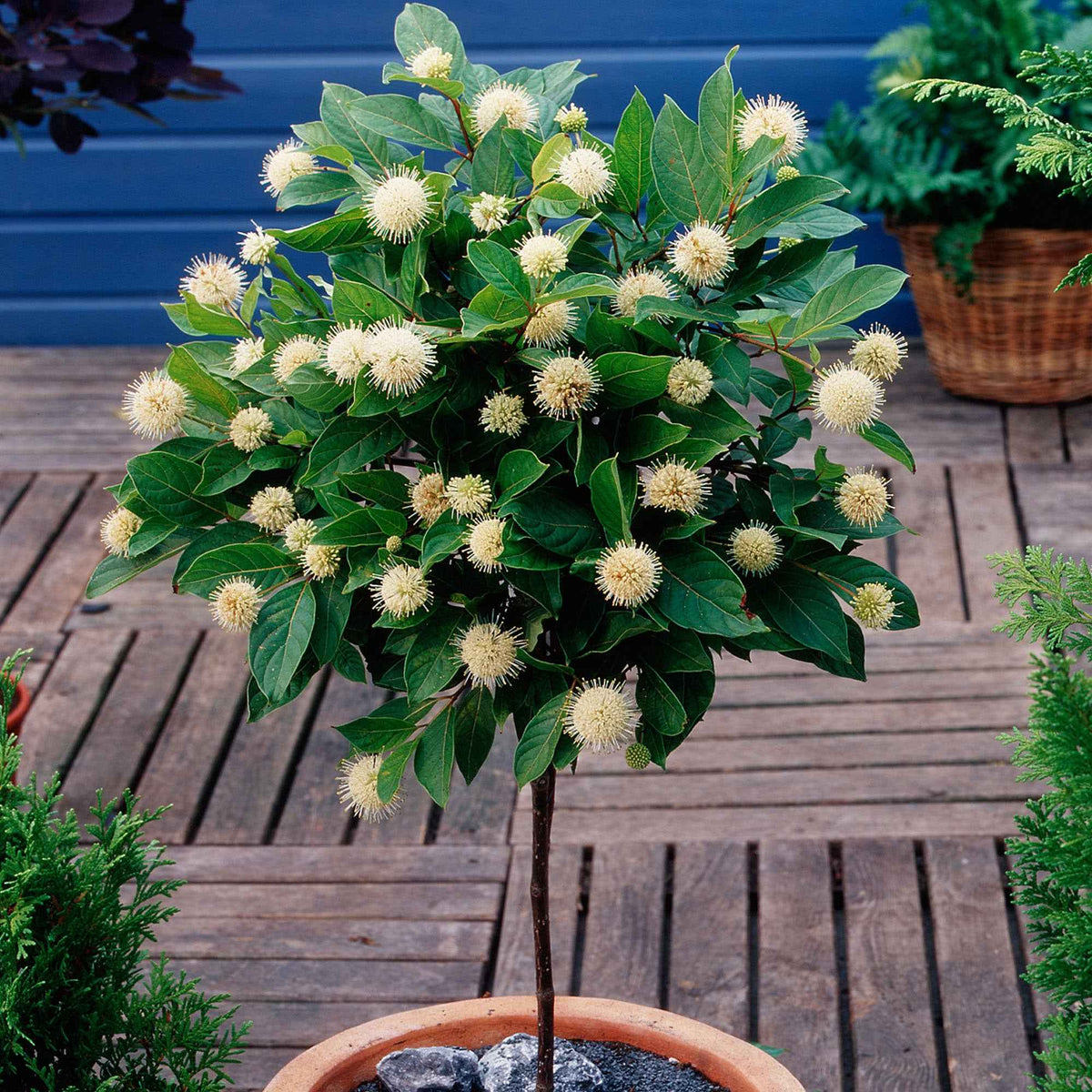 Cephalanthus auf einem Stamm - Bakker