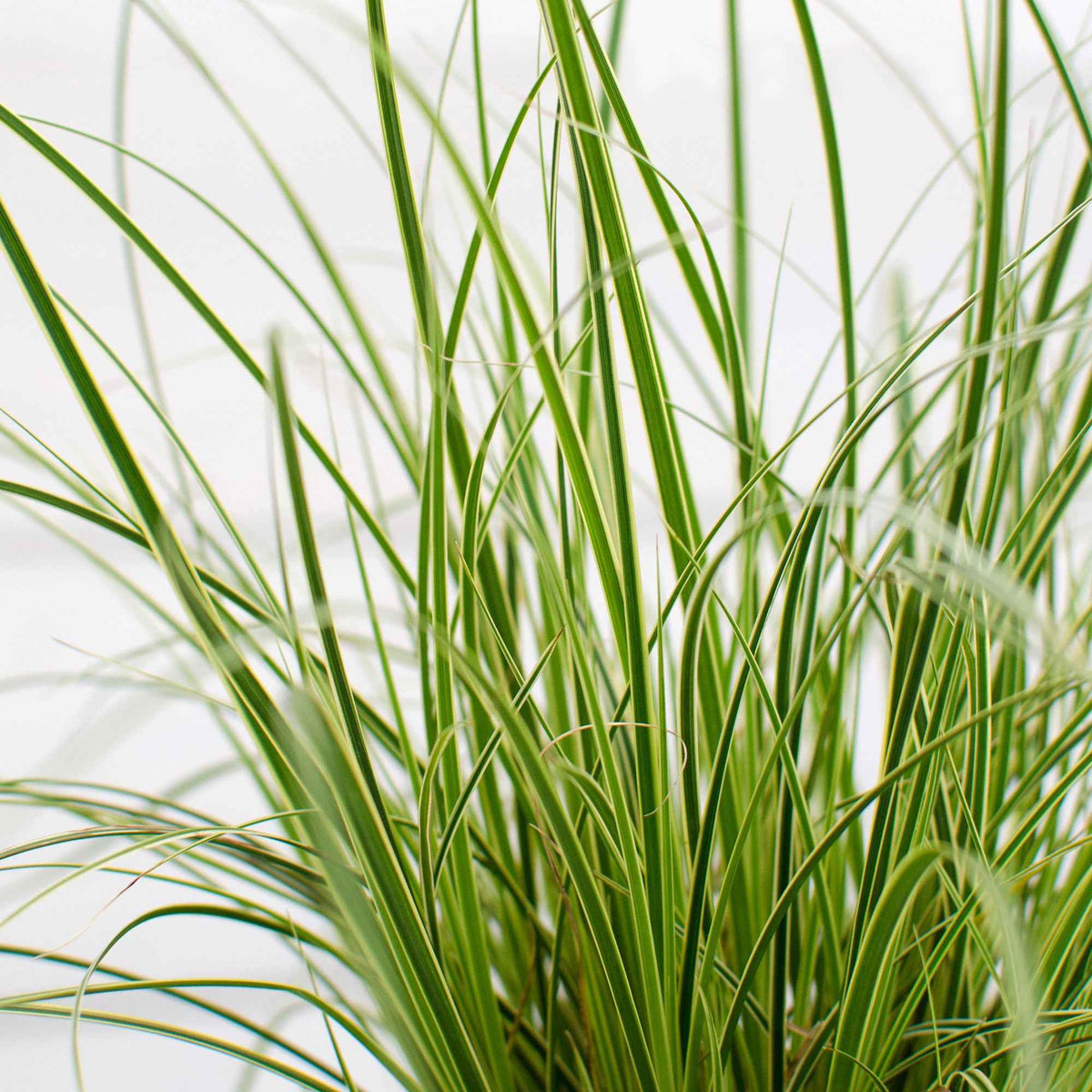 Carex morrowii variegata - Segge 'Variegata' - Carex