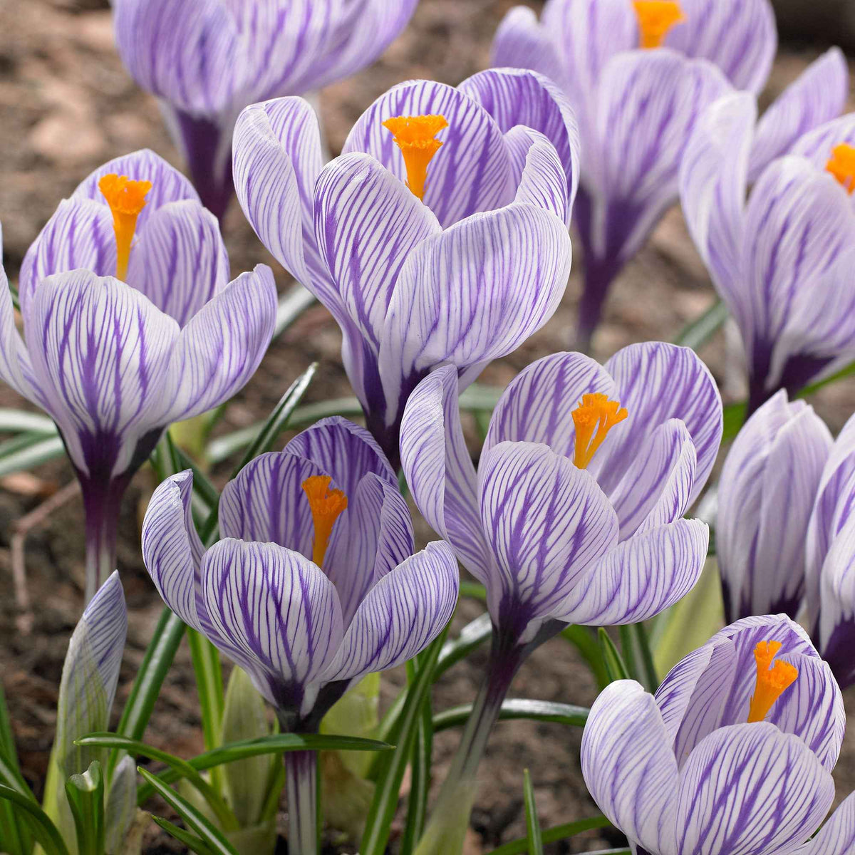 Krokus 'Pickwick' (x15) - Bakker