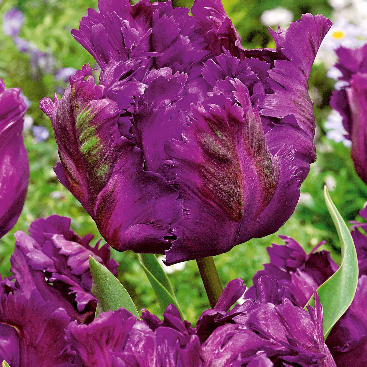 Tulpen 'Negrita Parrot' (x10) - Tulipa negrita parrot - Blumenzwiebeln