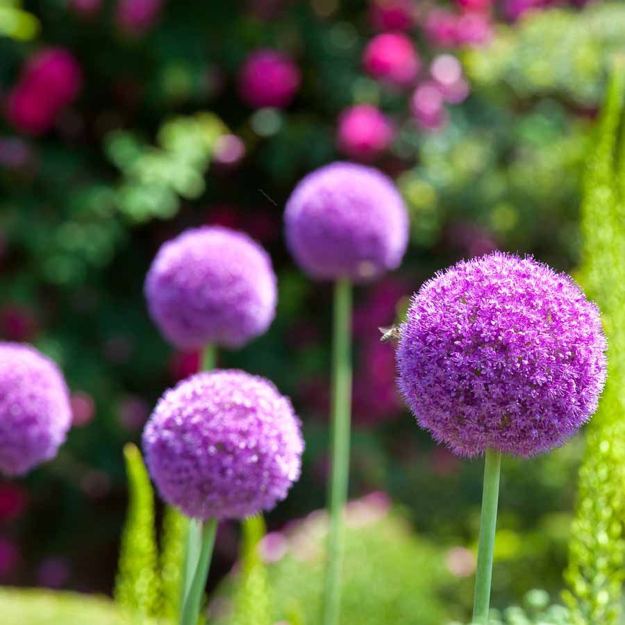 Allium-Zwiebeln - Zierlauch 'Globemaster' (x3) - Allium Globemaster