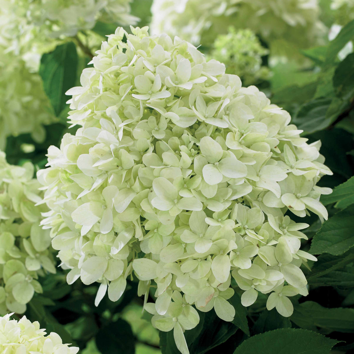 Rispenhortensie 'Little Spooky' - Bakker