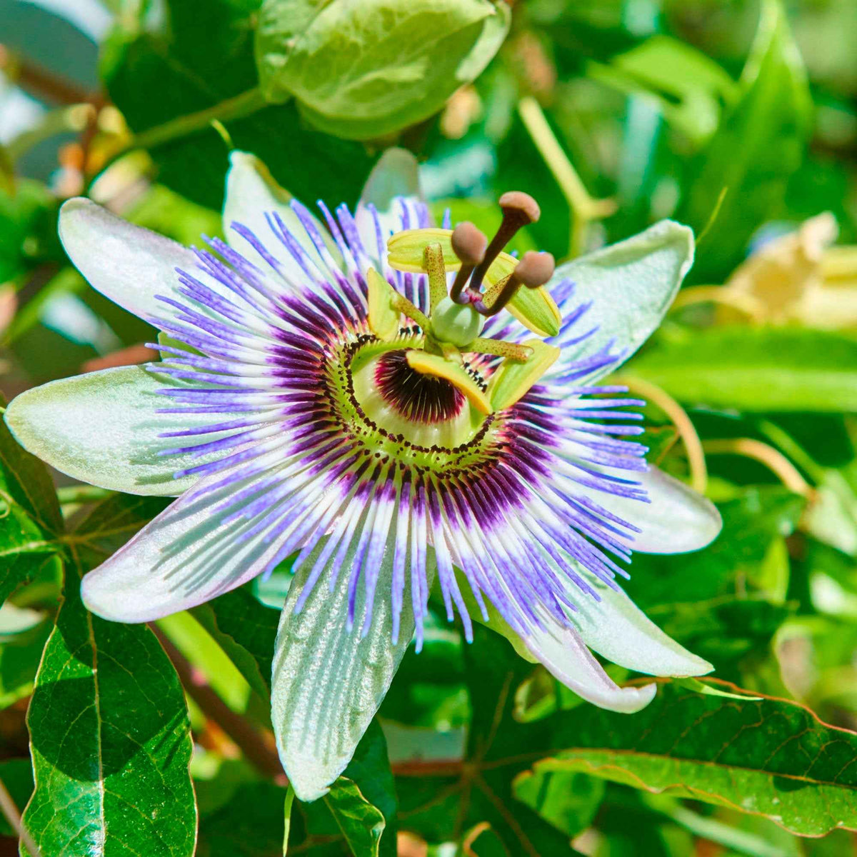 Passionsblume - Bakker