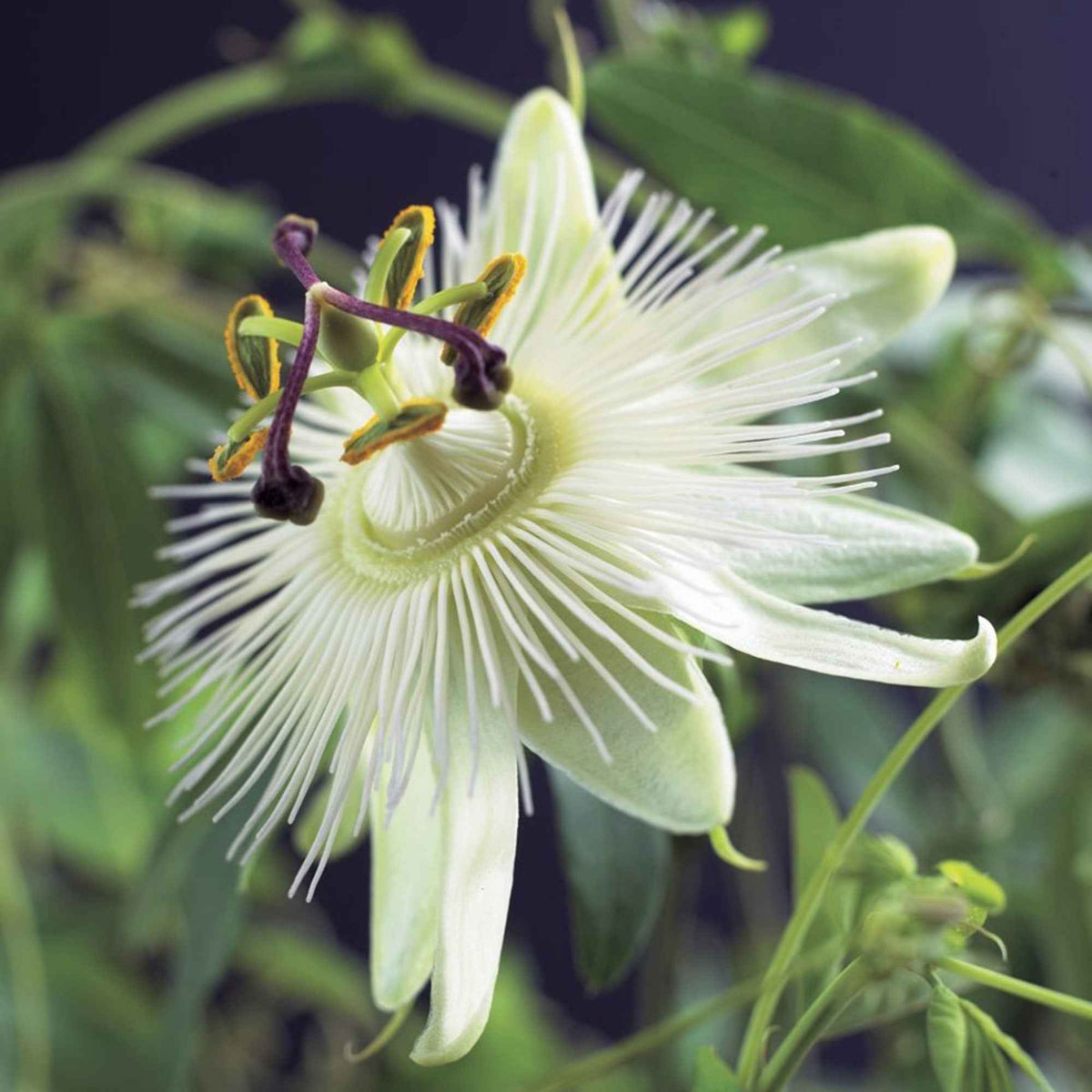 Passionsblume 'Constance Elliot' - Passiflora caerulea constance elliot - Bakker