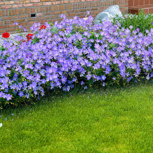 Storchschnabel 'Johnsons Blue' - Bakker