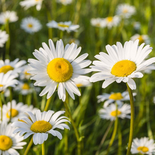 Kleine Margerite 'Maikönigin' - Bakker
