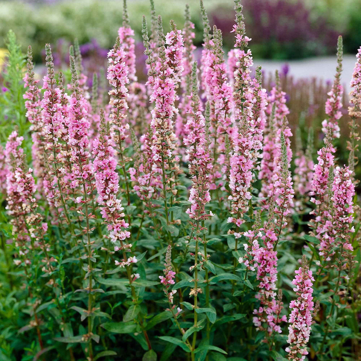 Gewöhnlicher Blutweiderich - Lythrum salicaria ssp intermedium - Bakker