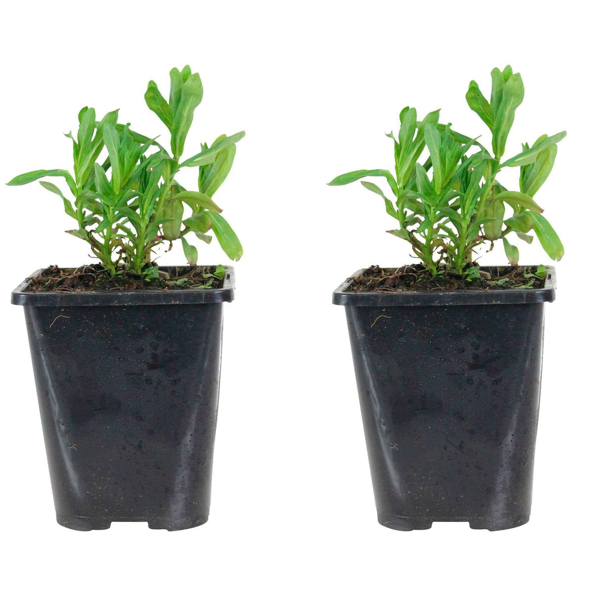 Stauden - Gewöhnlicher Blutweiderich - Lythrum salicaria ssp intermedium
