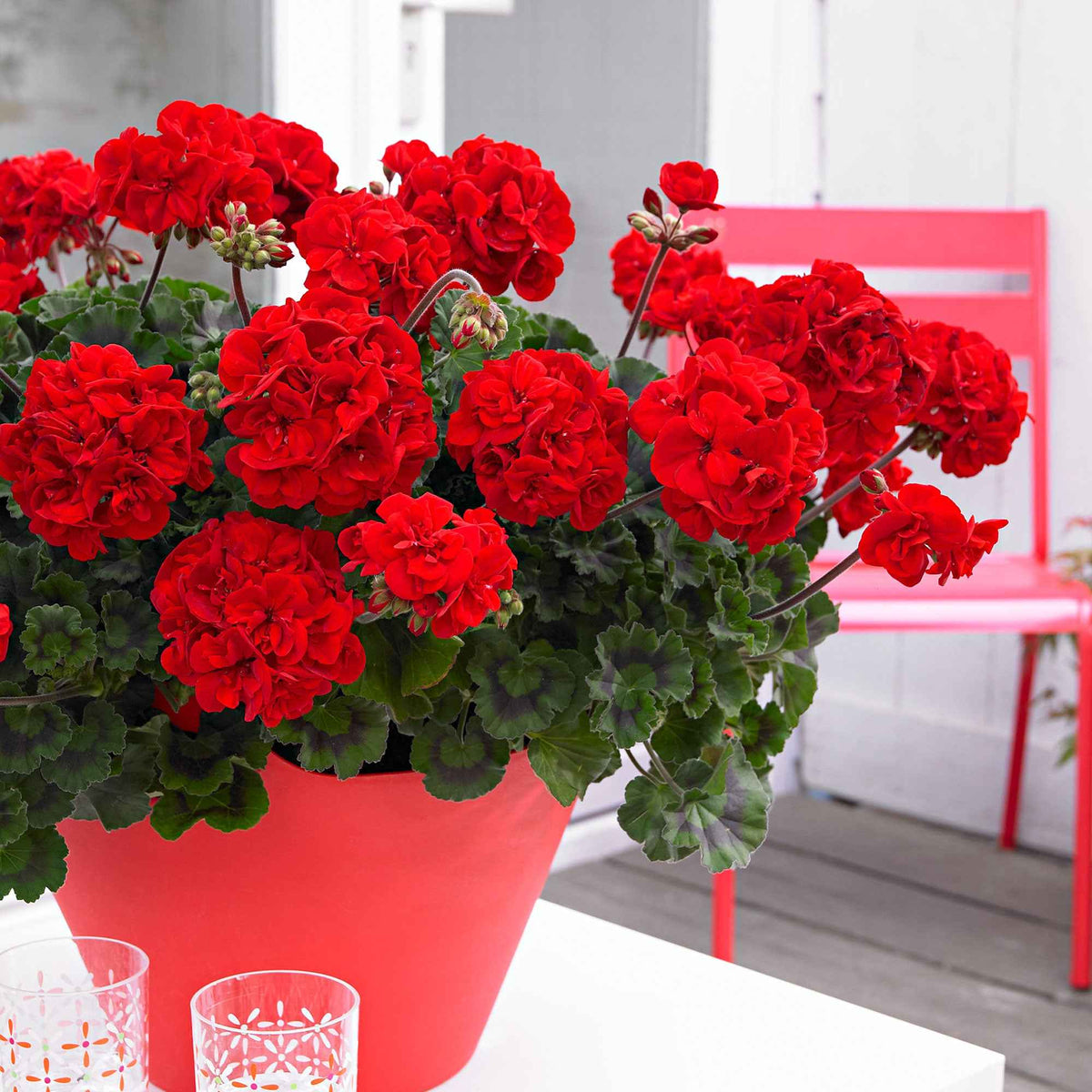 Geranie 'Toscana'® (x3) - Bakker