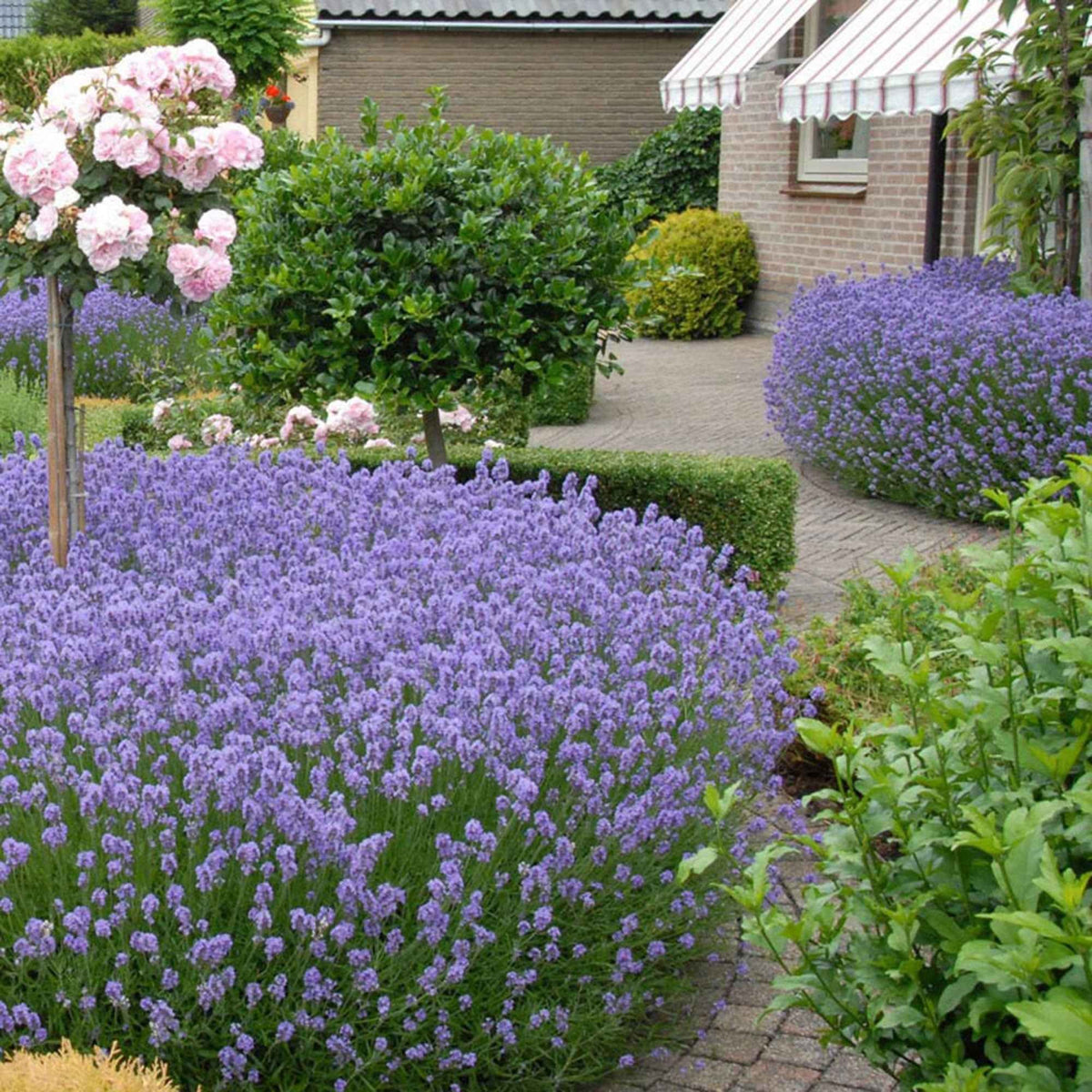 Echter Lavendel 'Hidcote' - Bakker