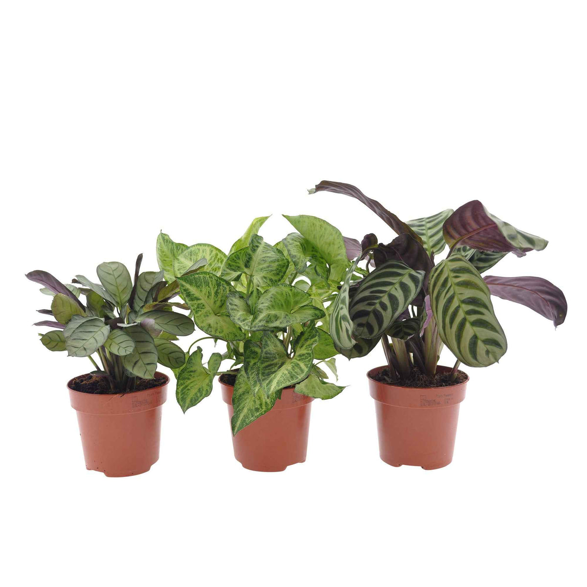 Zimmerpflanzen mit marmoriertem Laub (x3) - Ctenanthe burle marxii, ctenanthe amagris, syngonium pixie® - Bakker