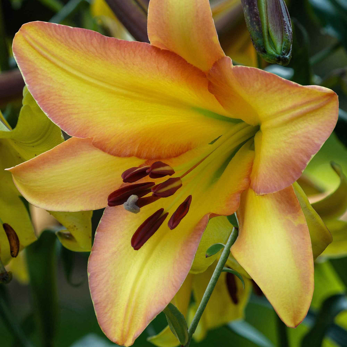 Lilie 'Rising Moon' (x5) - Bakker