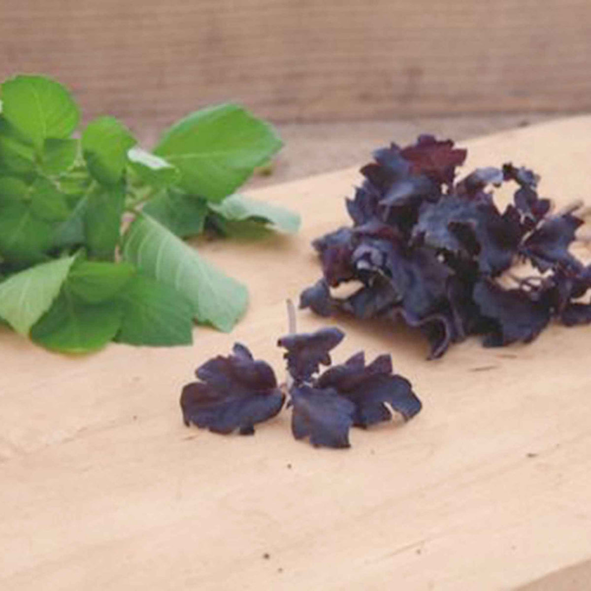 Basilikum 'Purple Ruffles' - Bakker