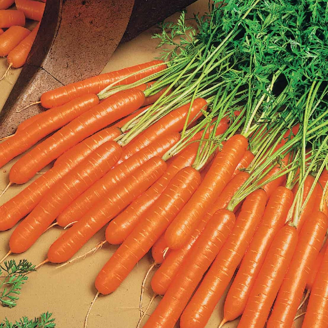 Daucus carota nantaise améliorée 2 race forto - Möhre 'Nantaise 2 Forto' - Samen für Karotten