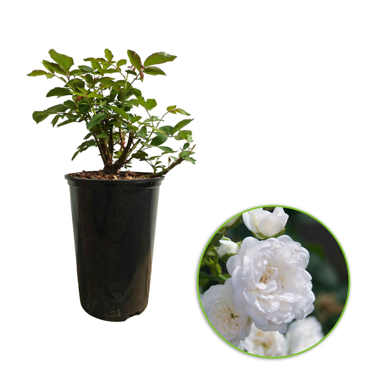 Rosa Diamant ® - Bodendeckerrose 'Diamant' - Bodendeckerrosen