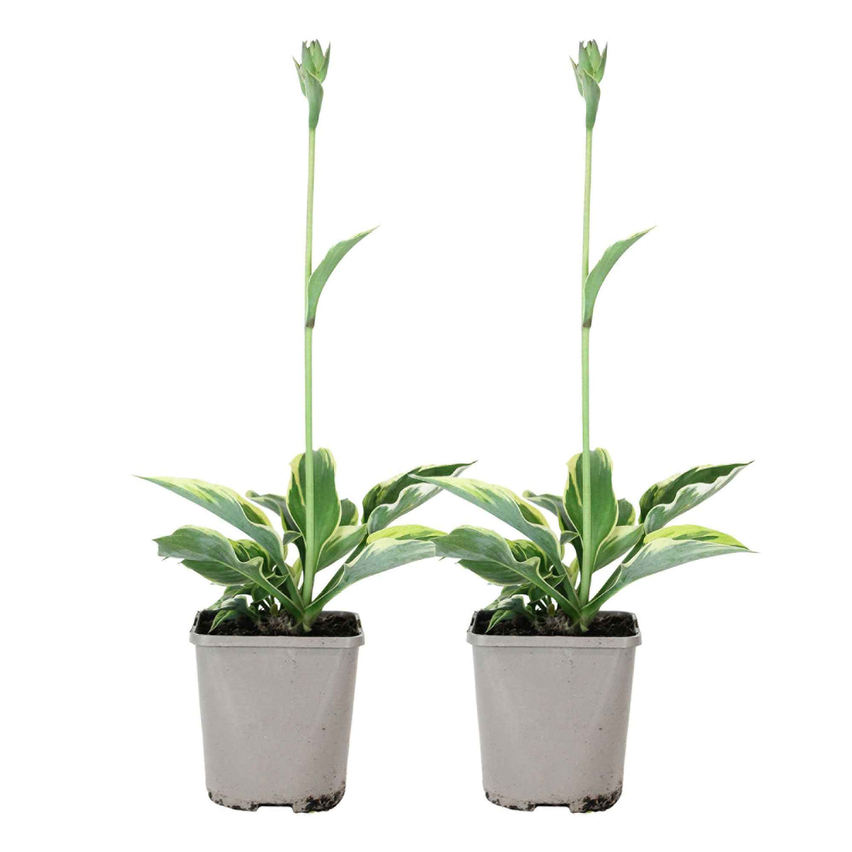 Hosta - Funkie - Funkie 'Patriot' - Hosta hybride patriot