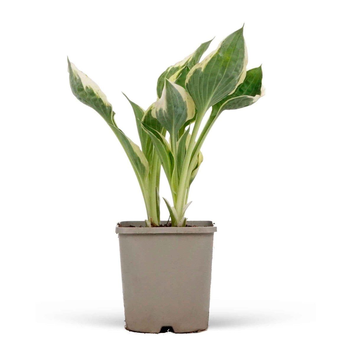 Verkauf Funkie 'Patriot' - Hosta hybride patriot