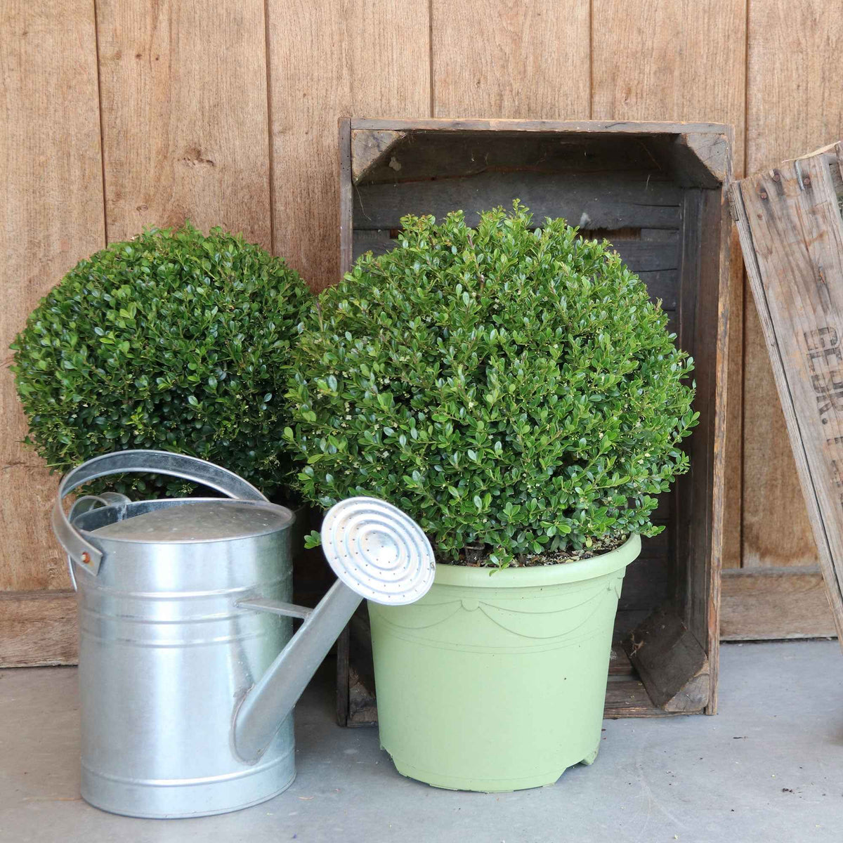 Japanische Stechpalme 'Dark Green'® - Bakker