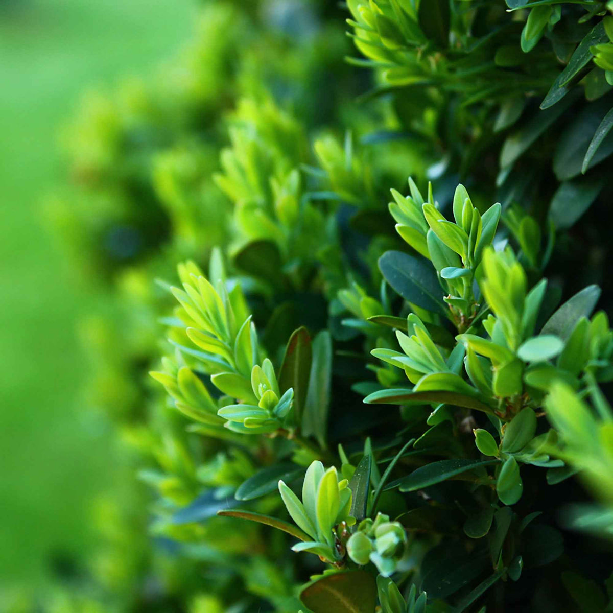 Buchsbaum - Buchsbaum - Buxus sempervirens