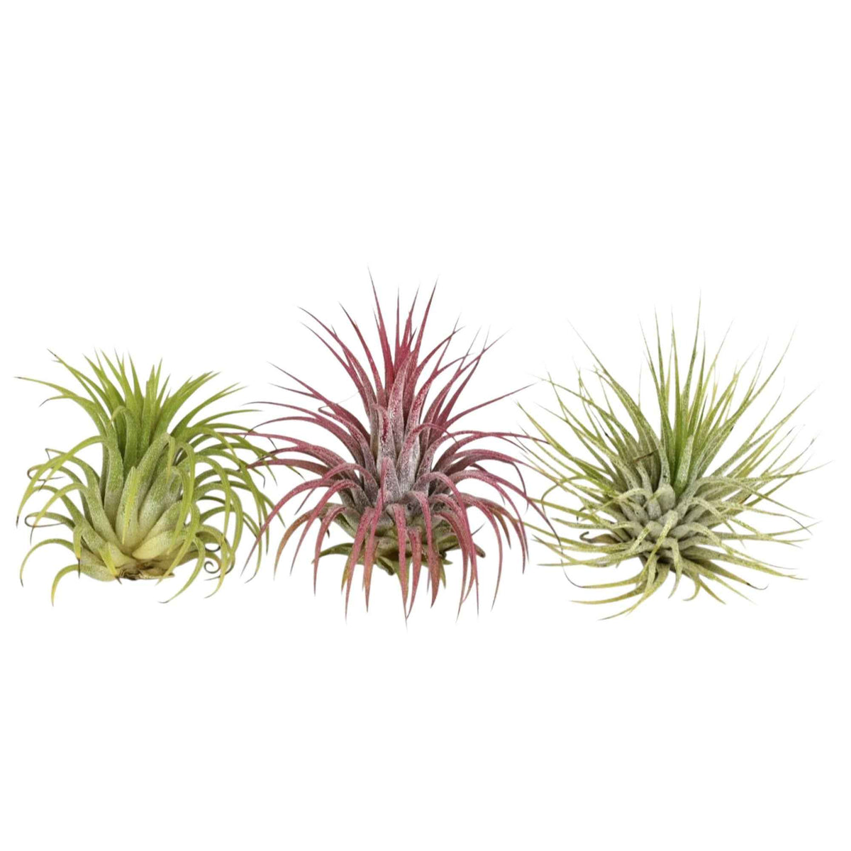Tillandsia Mischung (x3) - Bakker