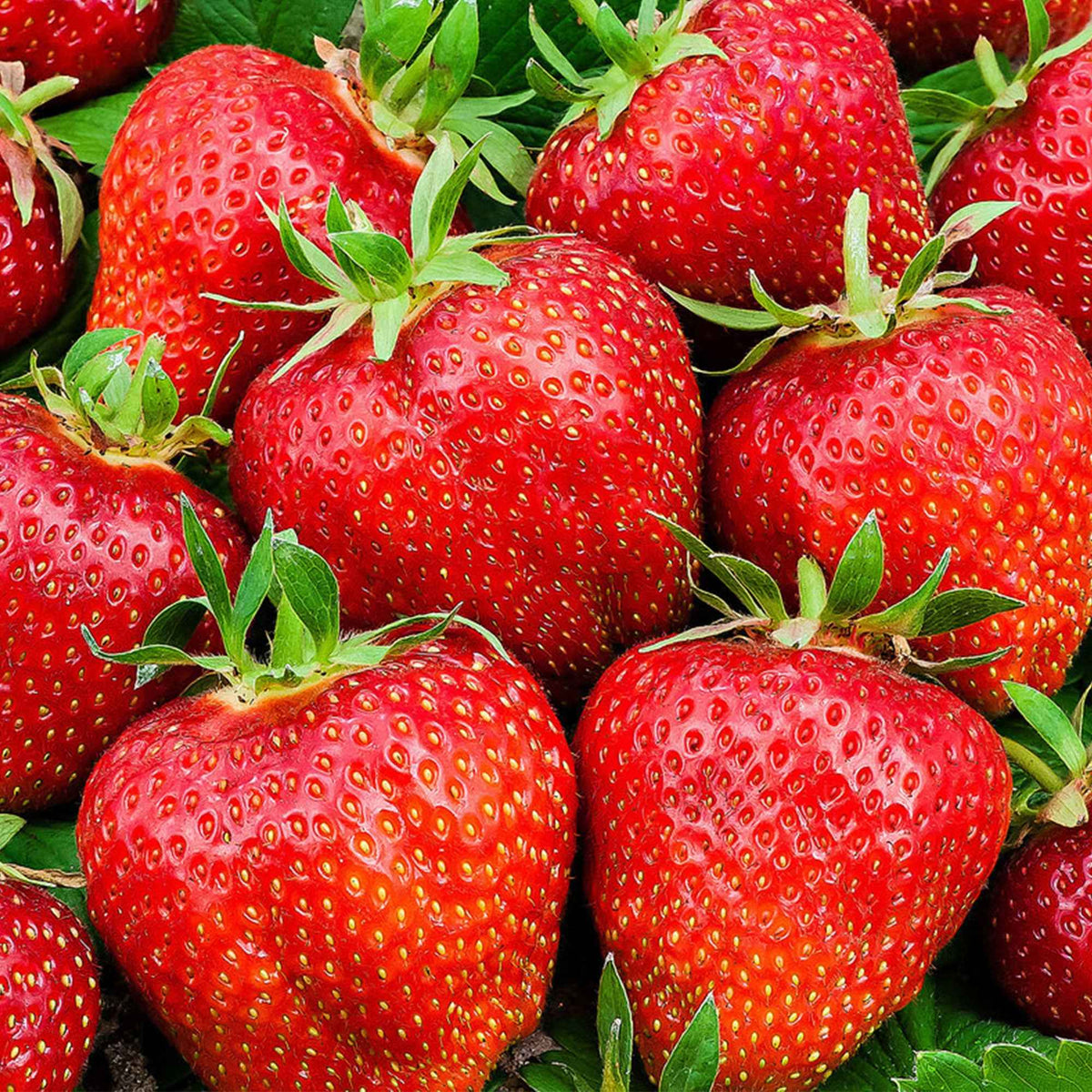 Erdbeere 'Summer Breeze Rose' (x3) - Fragaria summer breeze® rose - Bakker