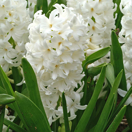 Hyazinthe 'Carnegie' weiß (x6) - Bakker