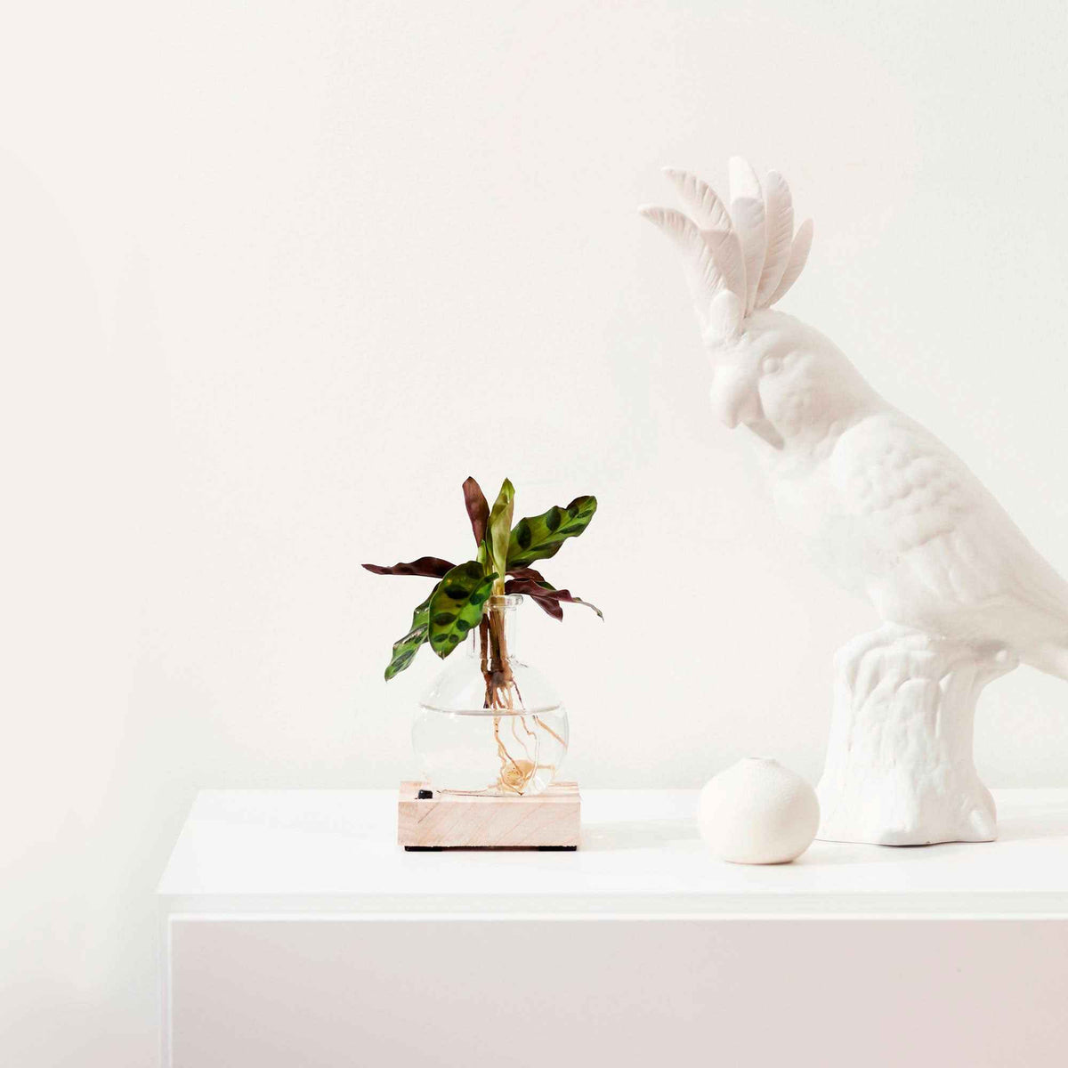 Korbmarante 'Insignis' - Calathea insignis - Bakker