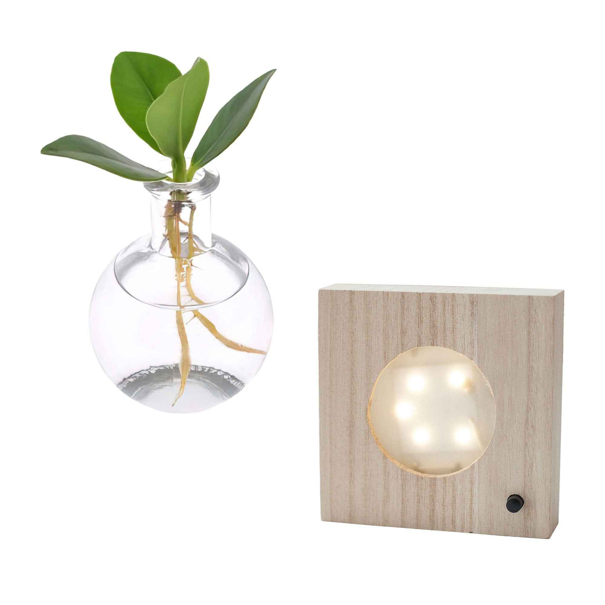 Verkauf Clusia im Samoa-Glas mit LED-Beleuchtung - Hydroponik - Clusia samoa