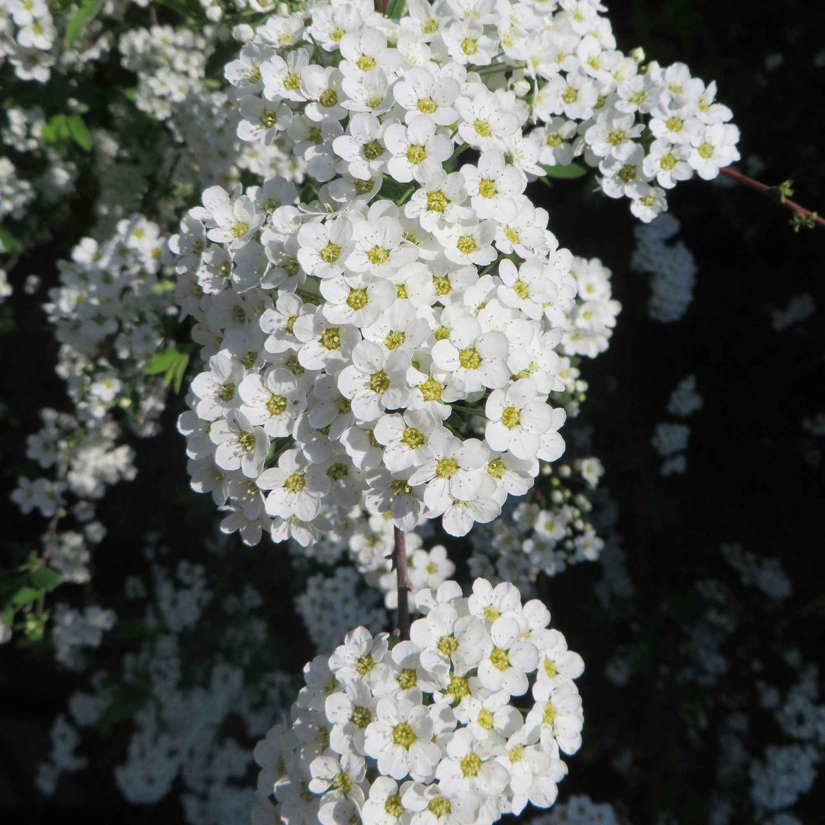 Spierstrauch 'Grefsheim' - Spiraea cinerea Grefsheim - Bakker