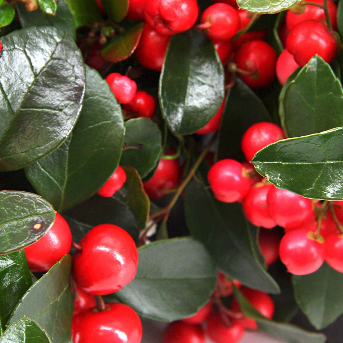 Gaultheria procumbens 'Big Berry' - Gaultheria procumbens Big Berry - Bakker