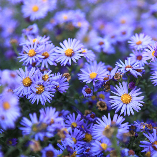 Kissenaster ‘Lady in Blue’ - Bakker