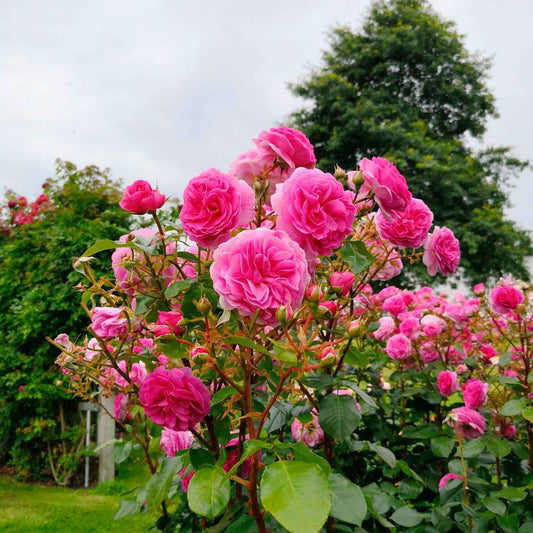 Kletterrose ‘Ozeana’® - Bakker