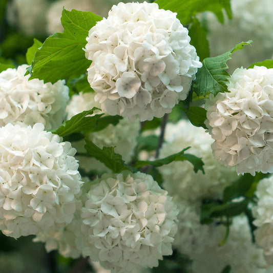Schneeball ‘Roseum’ - Bakker