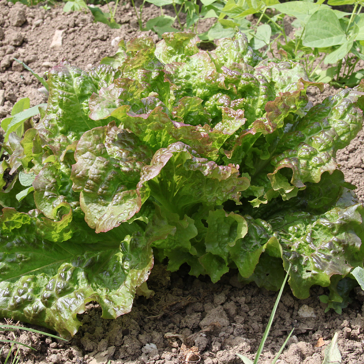 Kopfsalat De Trémont (Passion rosée) - Bakker