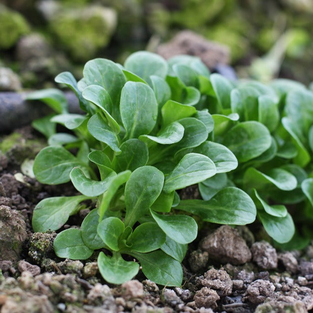 Feldsalat Etampes - Bakker