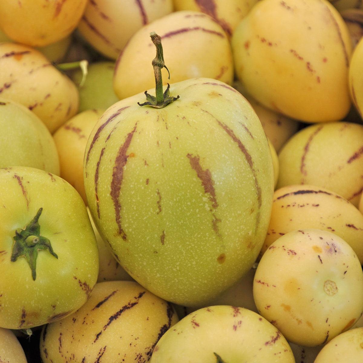 Melonenbirne - Bakker