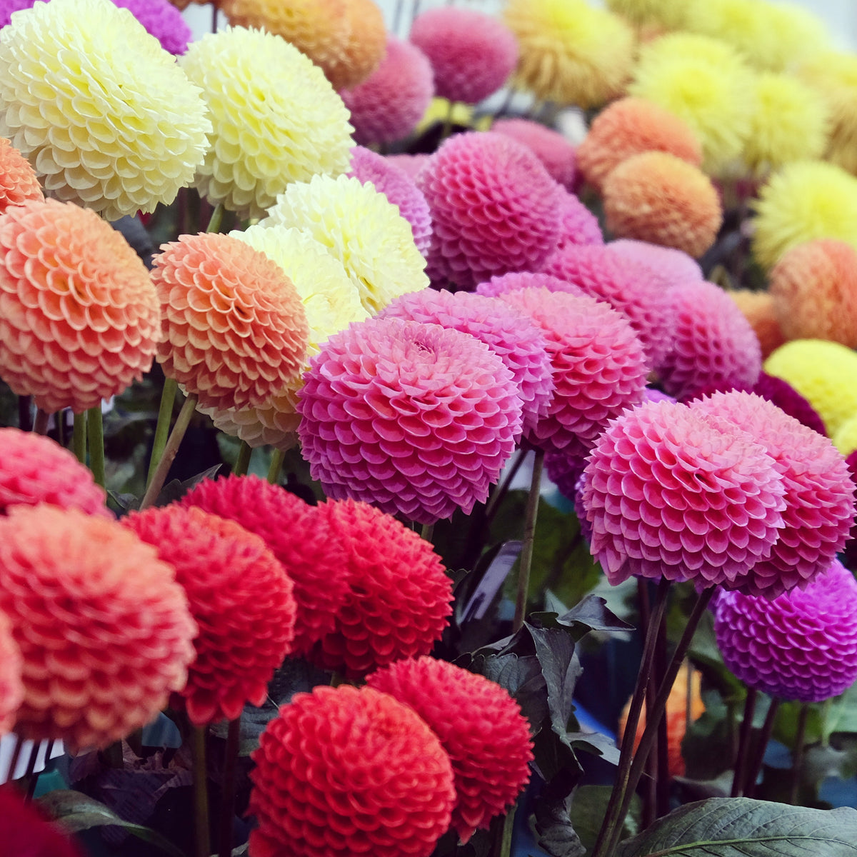 Pompon-Dahlien Mischung (x5) - Dahlia - Bakker