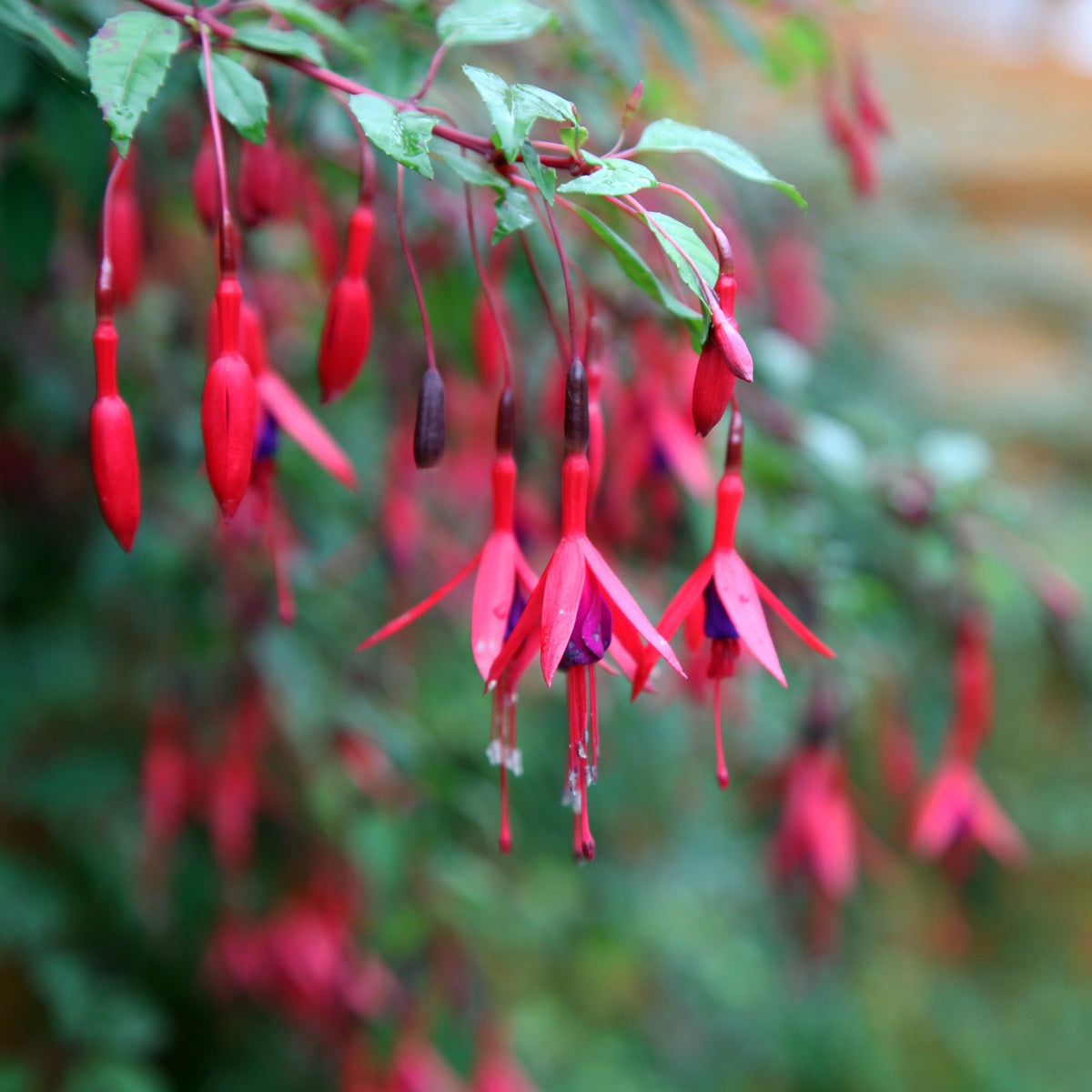 Fuchsien - Winterharte Fuchsien Mischung (x6) - Fuchsia Mme Cornelissen, Brilliant