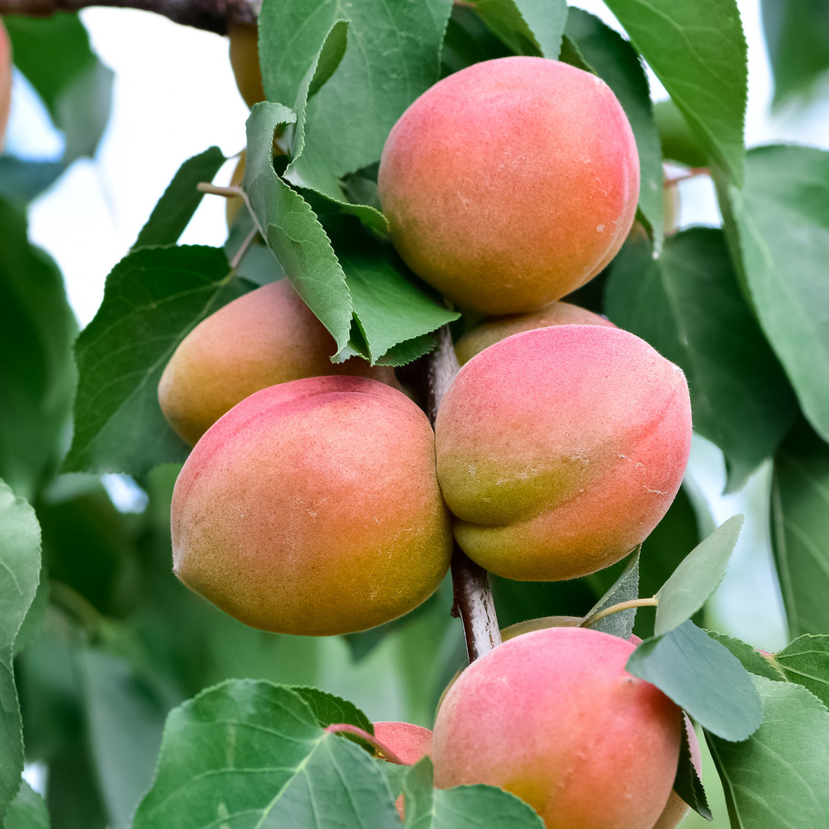 Prunus armeniaca Aprigold - Zwergaprikose ‘Aprigold’ - Aprikosenbäume