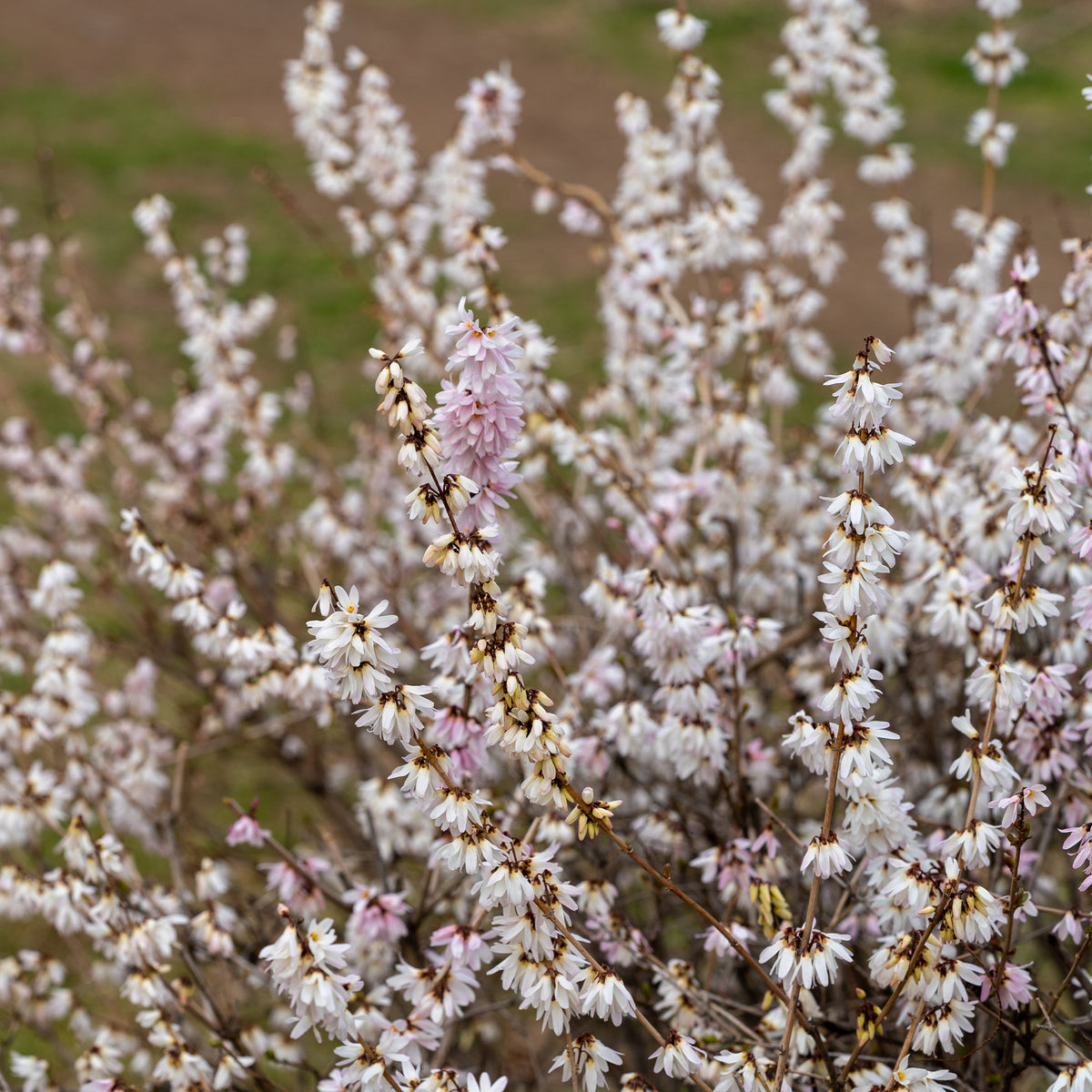 Forsythien weiß + rosa - Abeliophyllum distichum - Bakker