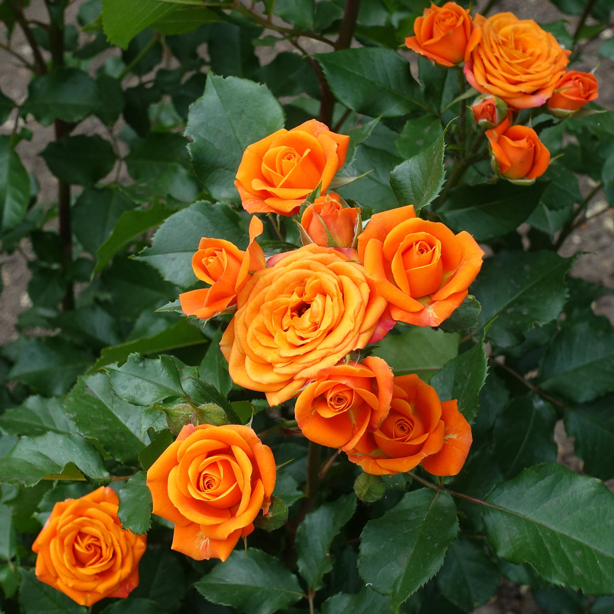 Strauchrose orange